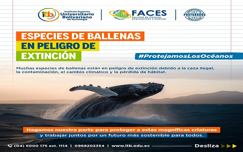 Día Mundial de las Ballenas