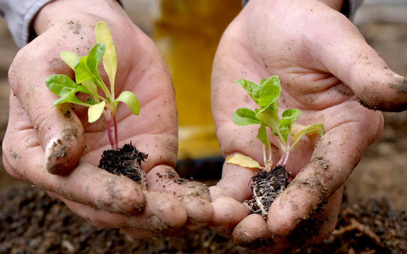 Transforma tu entorno con Agroecología